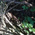KGC site 13.webp