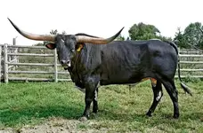 Bull.webp