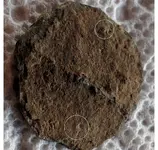eagle button.webp
