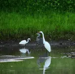 K1600_DSCN4668.webp