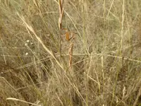 dog walk 082816 1.webp