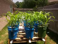 corn  may 18.webp
