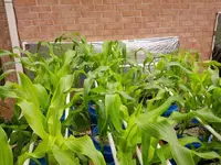 corn rack may 23 2.webp