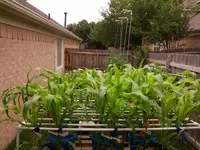 Corn rack may 28.webp