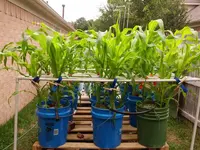 corn rack may 28 2.webp