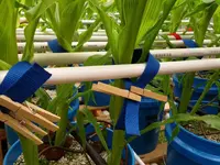 corn rack may 28 3.webp