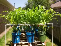 corn rack june 2.webp