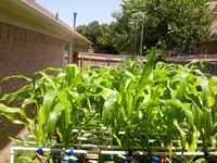 corn rack june 2 2.webp