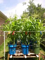 corn rack june 7.webp
