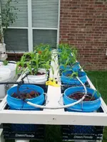 third corn.webp