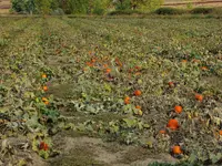 autumn 2016 2.webp