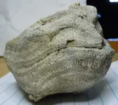 coral.webp