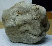 coral 1.webp
