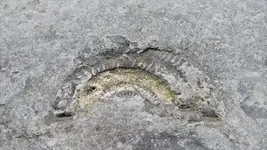 Worm Burrows.webp
