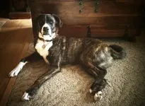 ollie on the floor.webp