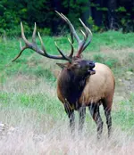ci-bull-elk-3jpg-86077348c14d4519.webp ci-bull-elk-3jpg-86077348c14d4519.webp