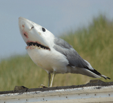 White tipped gull.png