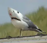 White tipped gull.webp