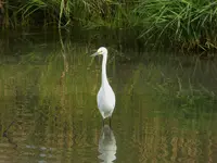 egret 1.webp