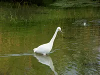 egret 2.webp