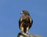 hawk on house 082616.webp