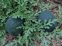 DSCN5660.webp