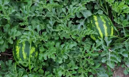 DSCN5661.webp