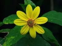 DSCN5667.webp