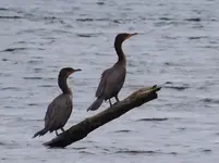 DSCN5681.webp