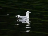 DSCN5680.webp