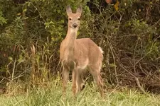 No Spot Ears.webp