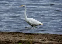 DSCN5685.webp