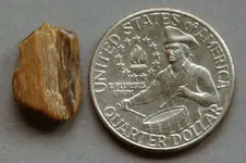 PetrifiedWood-2016-10-08-Img_2156SSS.webp PetrifiedWood-2016-10-08-Img_2156SSS.webp