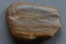 PetrifiedWood-2016-10-08-Img_2157SSS.webp PetrifiedWood-2016-10-08-Img_2157SSS.webp