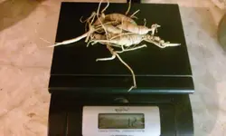 Ginseng1.webp