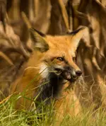 K1600_Hunter and Prey.webp