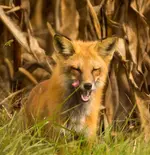K1600_Licking It's Lips.webp