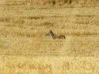 walk 092316 2.webp