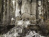 Redwood forest lumberjacks in Northwest California by Swedish photographer A_W_ Ericson, late 19.jpg