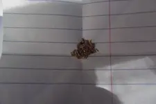 DSCF1336.webp