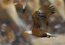 bald-eagle-46b.jpg
