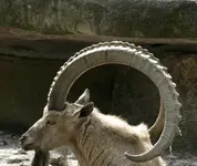 Capra_ibex_ibex_–_03 crop.webp