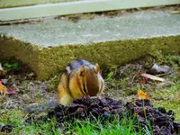DSCN0043.webp