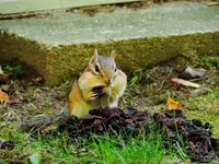 DSCN0045.webp