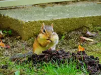 DSCN0046.webp