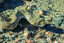 snake eyes 092416.webp