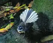 fantail1-223.webp