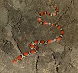 Snake.webp
