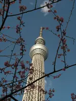 PICT6493.webp