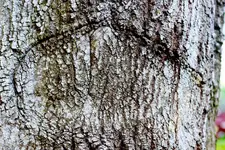 _MG_5121.webp